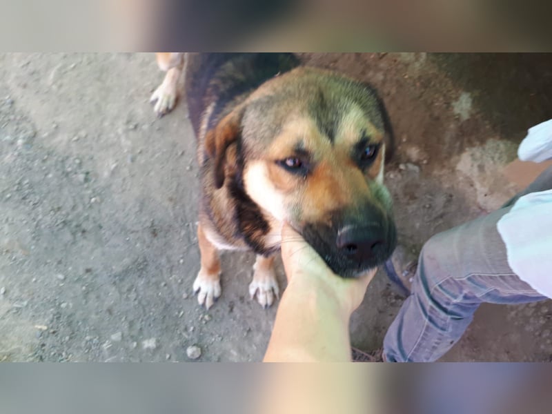 SIBILO - treuer Hundemann