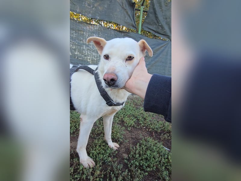 SNOW-WHITE - zart Seele hat ihr Herz geöffnet und ist bereit für ihre liebevolle Familie