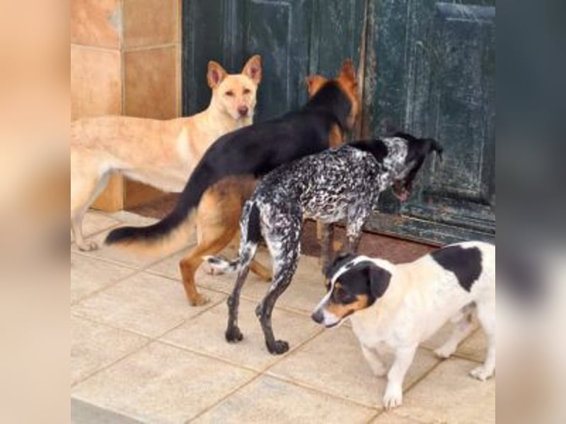 CALA-sehr angenehme, stille Hündin