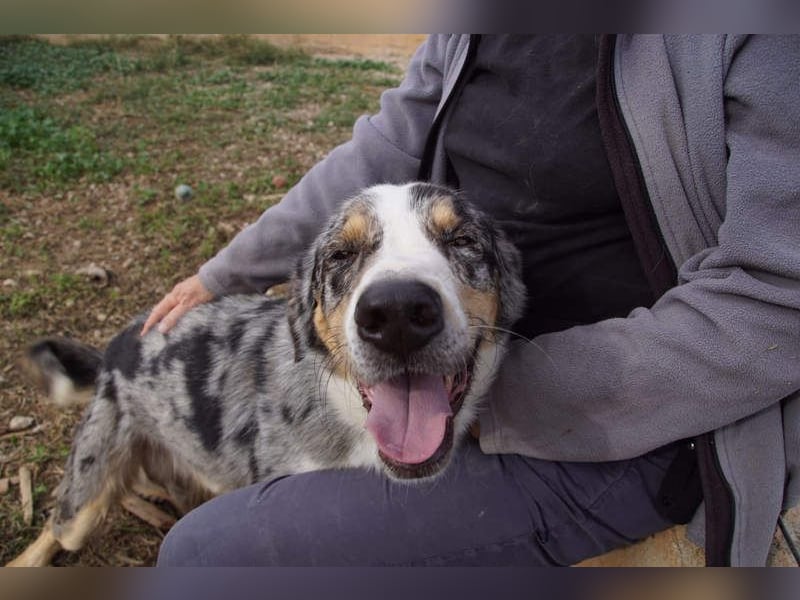 MERLI-ein Schatz auf 4 Pfoten, sozial sucht sein liebevolles Für-immer-Zuhause