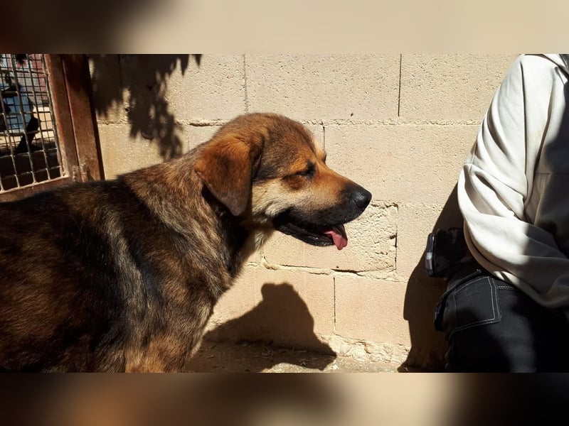 SIBILO - treuer Hundemann