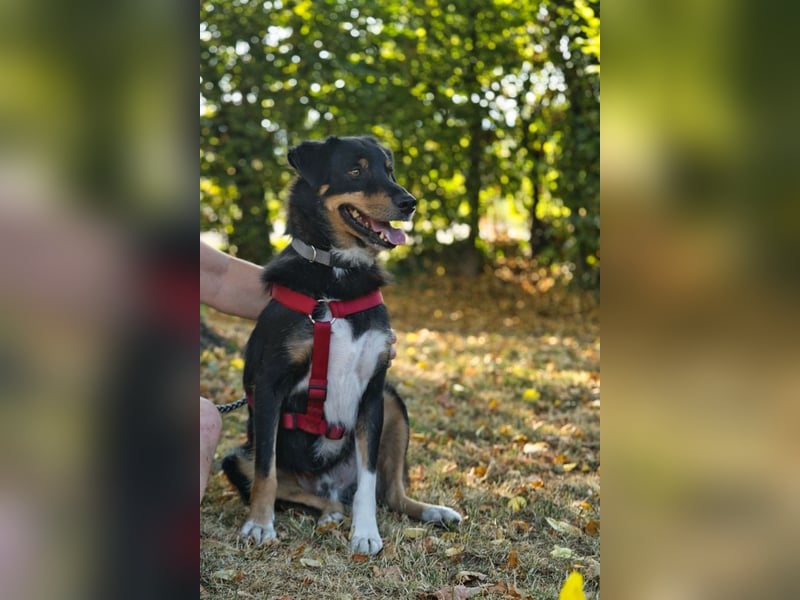 ROCKY– ruhiger Begleiter mit großem Herzen sucht sein Für-immer-Zuhause