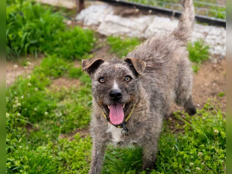 TIARA-sonniges Gemüt, treue, anhängliche Hündin