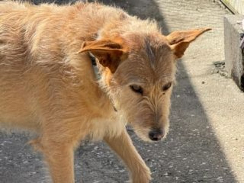 PEANUT-schnuckligen Zottel-Vertreter dieser wunderbaren Rasse