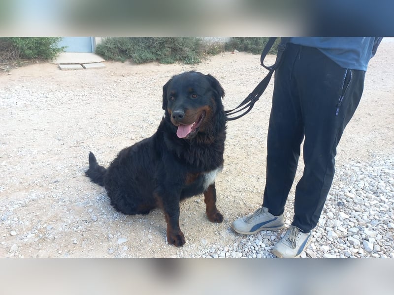 BEAR-sucht Menschen, die ihm Stabilität, Geborgenheit und eine Aufgabe geben