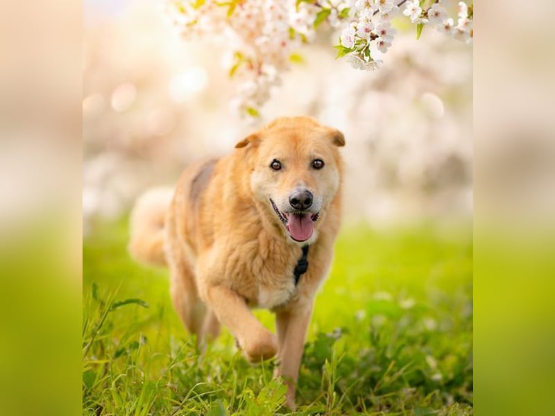 LORIEN - vorsichtiger Herzenshund sucht Menschen mit Geduld und Liebe