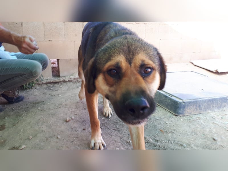 SIBILO - treuer Hundemann