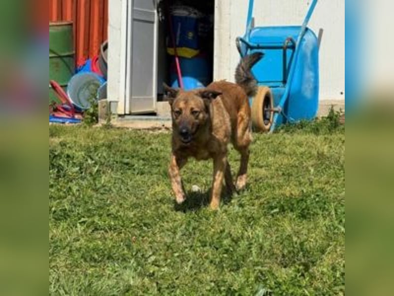 ZARA-eine ganz besondere Hündin mit einer bewegenden Geschichte