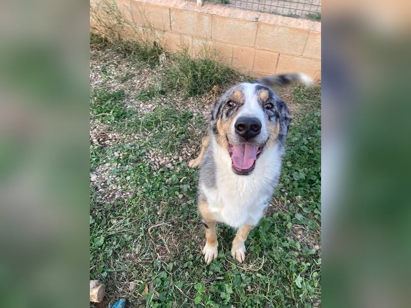 MERLI-ein Schatz auf 4 Pfoten, sozial sucht sein liebevolles Für-immer-Zuhause