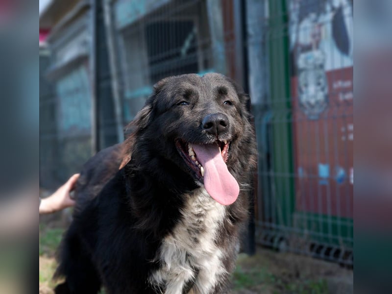 MULAN-liebe, freundliche, ruhige und ausgeglichene Hündin