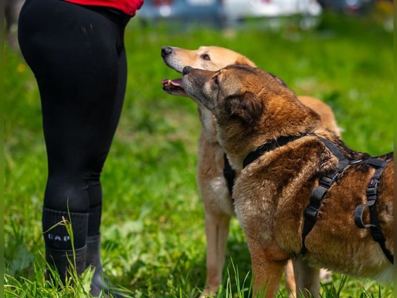 LORIEN - vorsichtiger Herzenshund sucht Menschen mit Geduld und Liebe