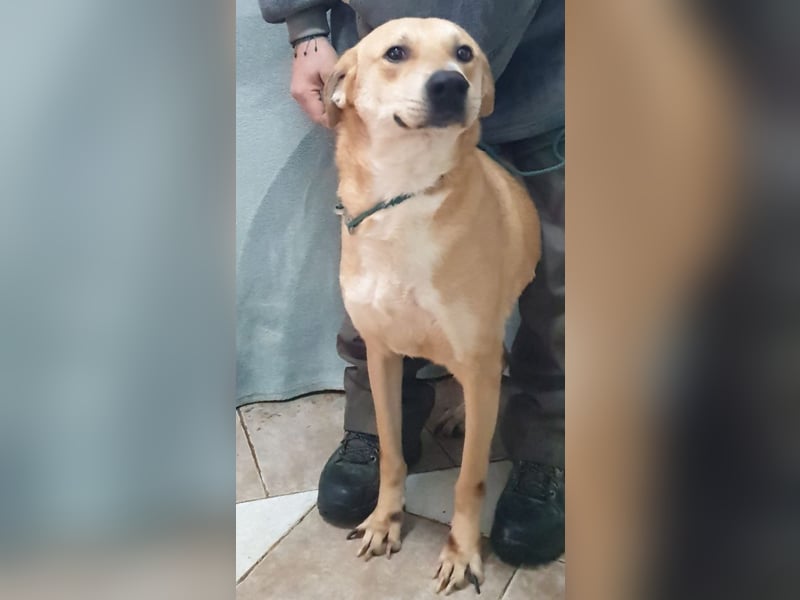BAXTER-sehr menschenfreundlich und zutraulich wartet er sehnsüchtig auf sein liebevolles Zuhause