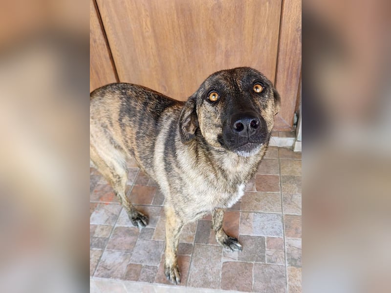 Wunderschöne BRUNA-freundlich zu Mensch und Hund, wartet sehnsüchtig auf ihre liebevolle  Familie
