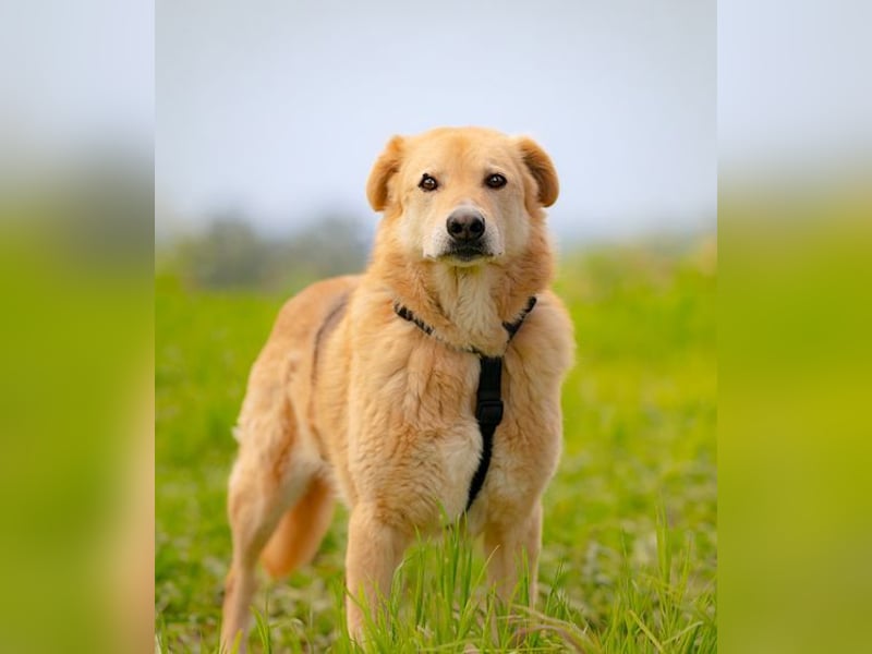 LORIEN - vorsichtiger Herzenshund sucht Menschen mit Geduld und Liebe