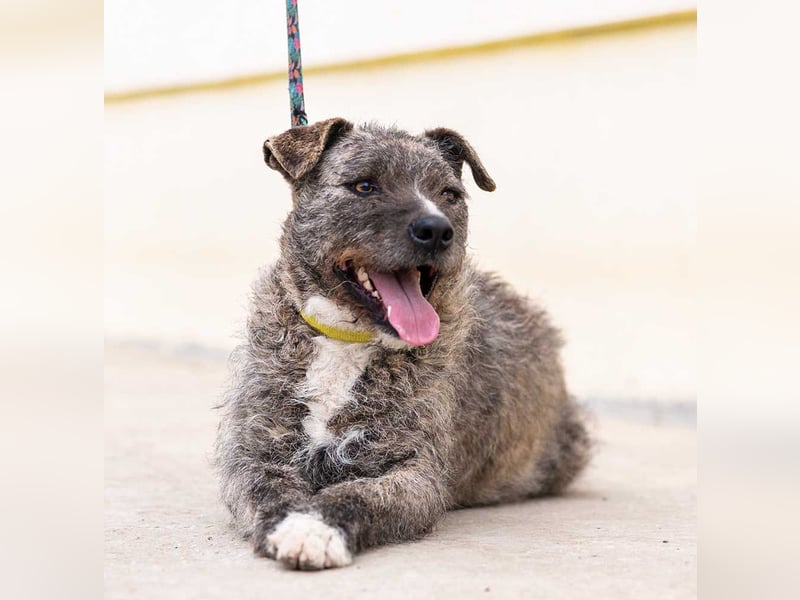 TIARA-sonniges Gemüt, treue, anhängliche Hündin