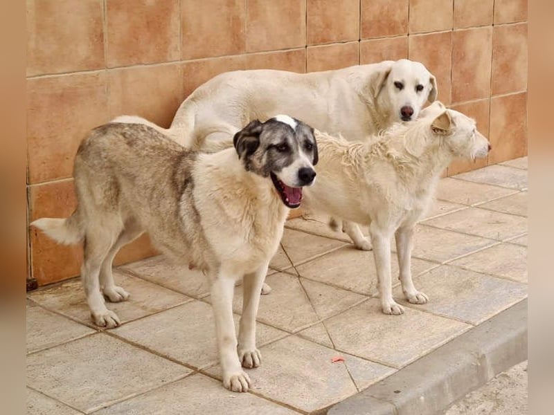 Wundervolle CELESTE-sanft, sozial, menschenbezogen, voller Liebe wartet sie auf ein schönes  Zuhause