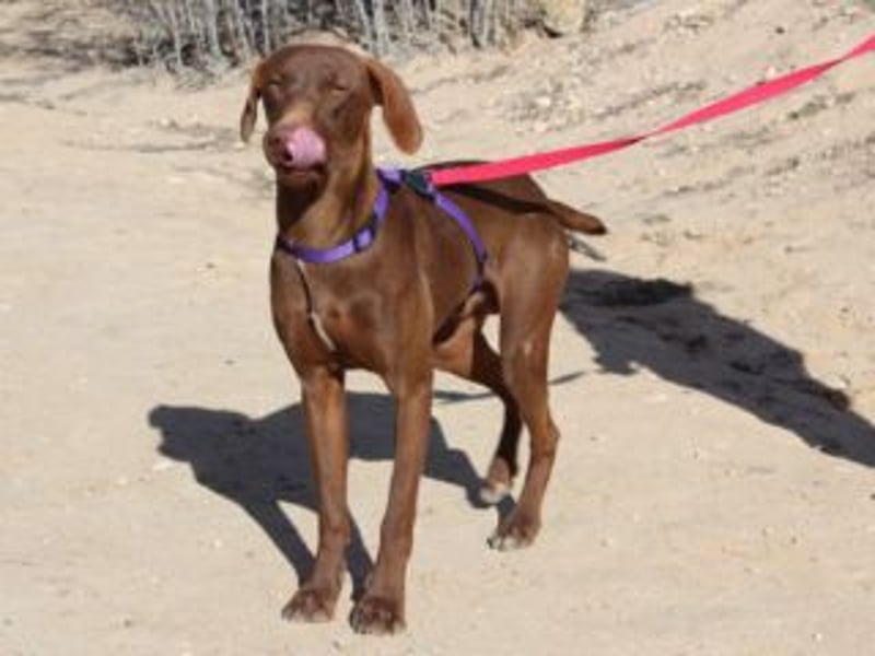 NANDO-kleiner Braco-Charmeur mit großem Herz sucht sein Zuhause