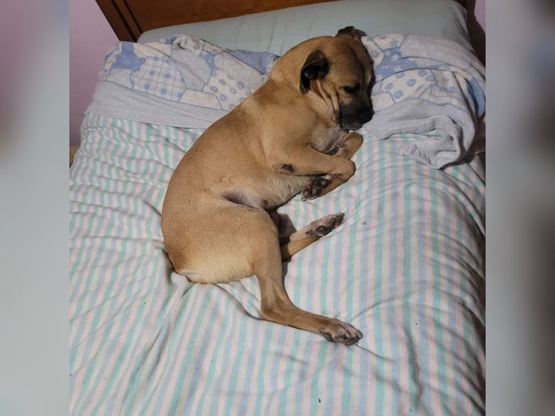 HERCULES-tapferer, lieber, intelligenter Rüde sucht liebevolles Zuhause