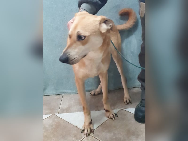 BAXTER-sehr menschenfreundlich und zutraulich wartet er sehnsüchtig auf sein liebevolles Zuhause