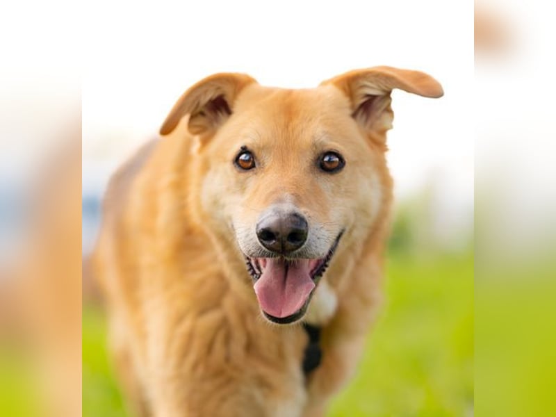 LORIEN - vorsichtiger Herzenshund sucht Menschen mit Geduld und Liebe