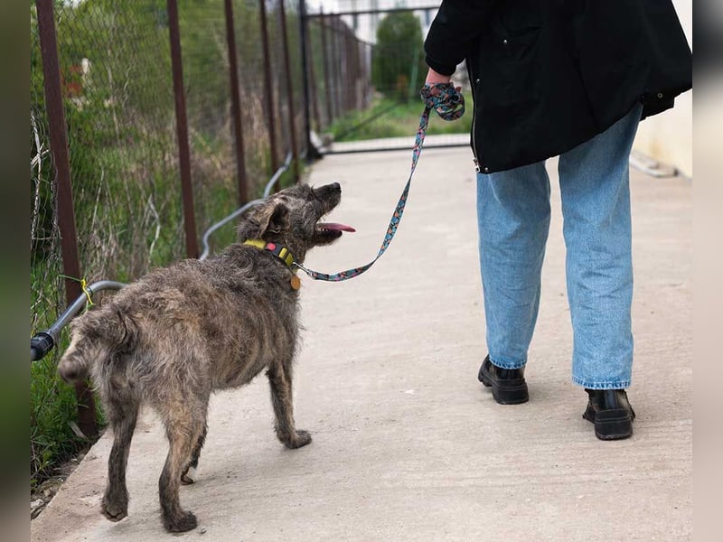 TIARA-sonniges Gemüt, treue, anhängliche Hündin
