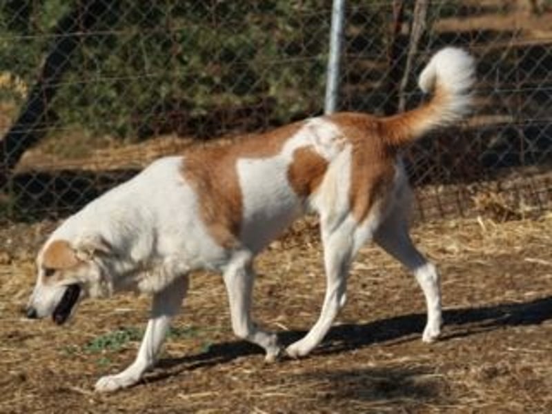 Seelenhündin INDILA-liebe,herzensgute Hündin die ihre Menschen mit Sicherheit glücklich machen wird.