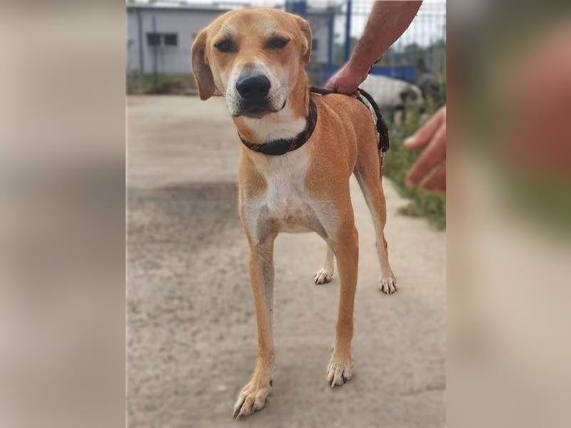 BAXTER-sehr menschenfreundlich und zutraulich wartet er sehnsüchtig auf sein liebevolles Zuhause
