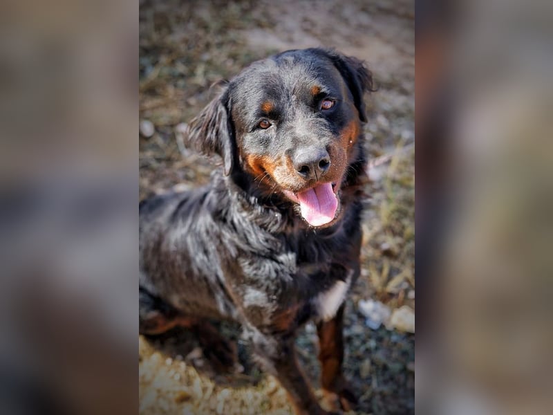 BEAR-sucht Menschen, die ihm Stabilität, Geborgenheit und eine Aufgabe geben