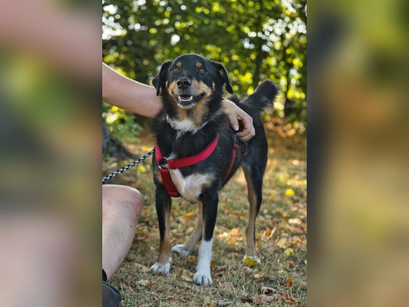 ROCKY– ruhiger Begleiter mit großem Herzen sucht sein Für-immer-Zuhause