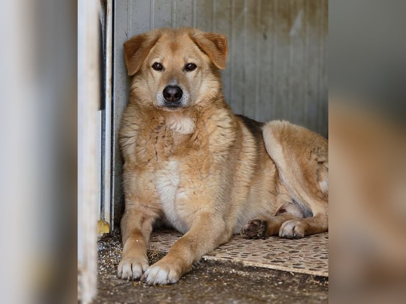 LORIEN - vorsichtiger Herzenshund sucht Menschen mit Geduld und Liebe
