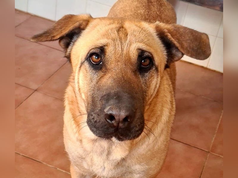 Zauberhafte GIGI-freundlich, höflich, ausgeglichen wartet auf ein schönes Zuhause