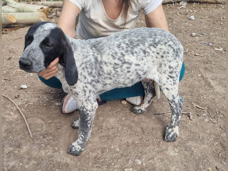 FLECHA-neugierig, sensibel, bewegungsfreudiges Mädchen sucht ihr liebevolles "Für-immer-Zuhause"