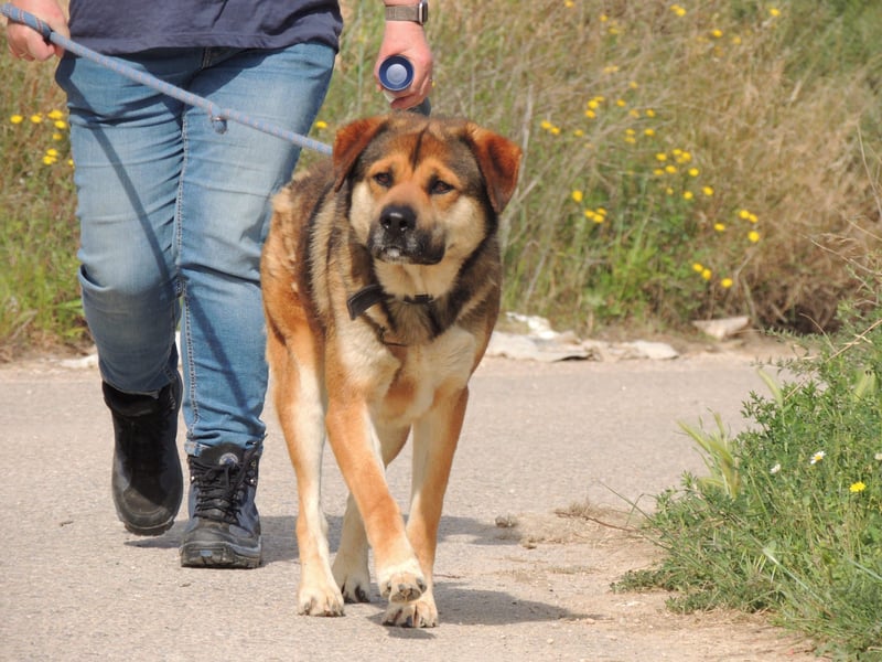 SIBILO - treuer Hundemann