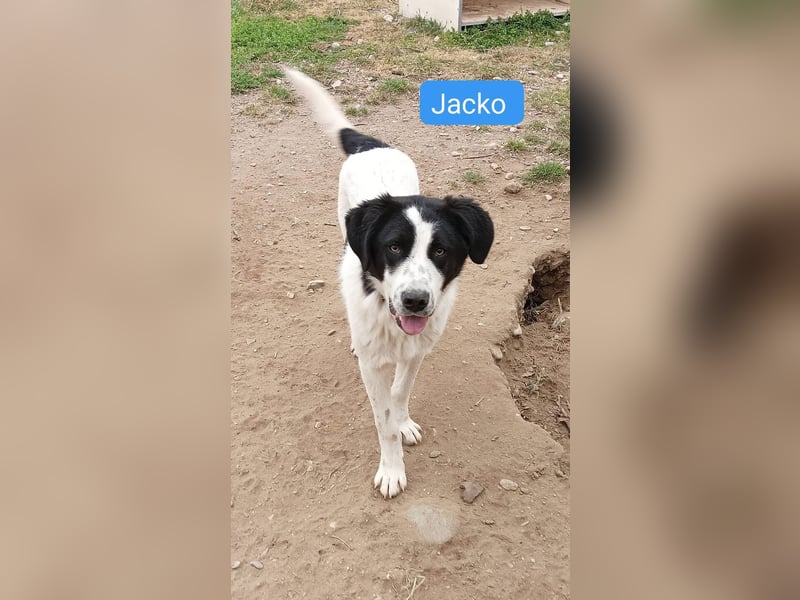 Jacko - Herdenschutz-Mix