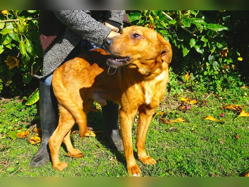 Jango sucht ein neues Zuhause