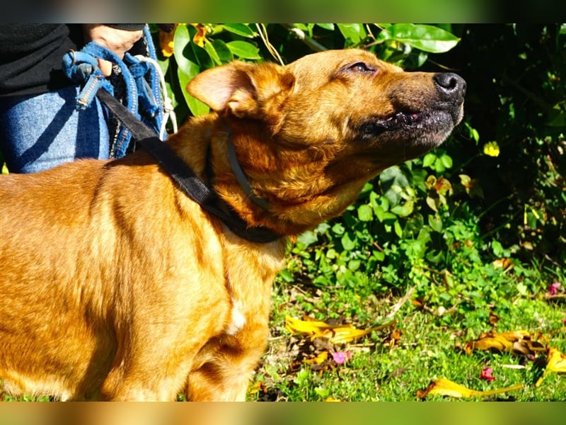 Jango sucht ein neues Zuhause