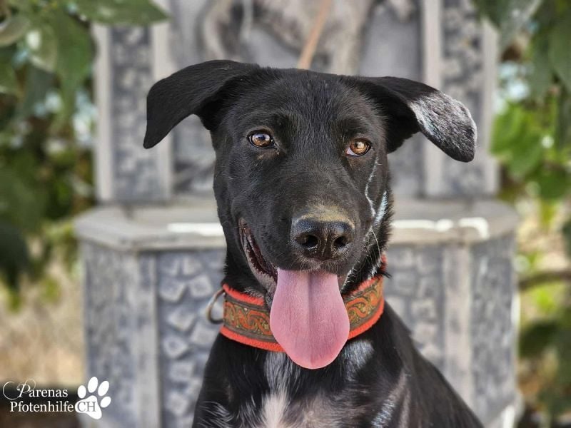 Henry ist ein fröhlicher MIschlingsrüde, der sofort die Herzen berührt