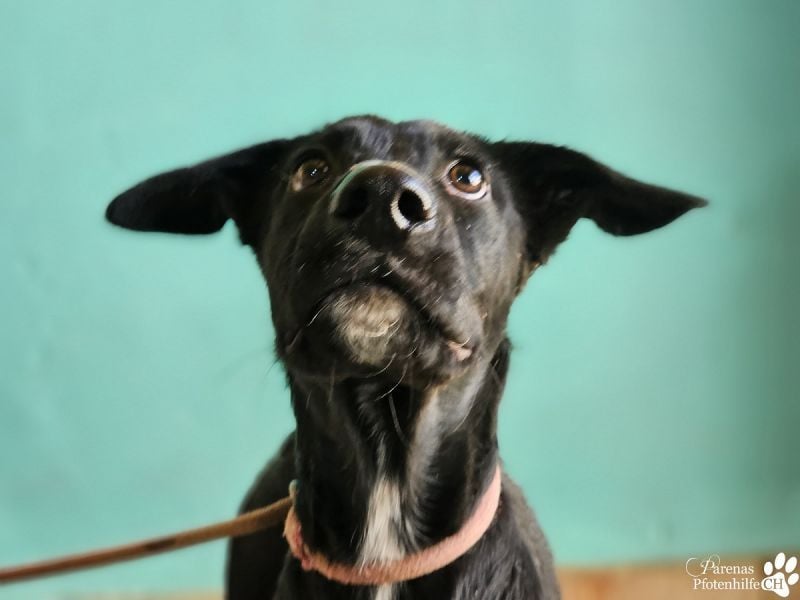 Henry ist ein fröhlicher MIschlingsrüde, der sofort die Herzen berührt