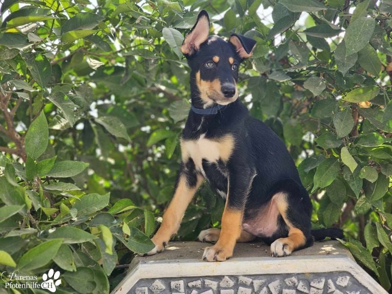 Texas (Huskymischling) ist ein fröhlicher Jungspund