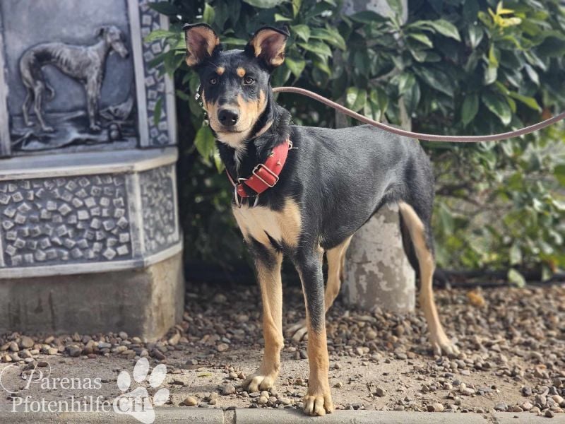 Texas (Huskymischling) ist ein fröhlicher Jungspund