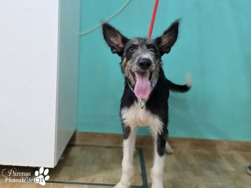 Usher hat ein fröhliches aufgeschlossenes Wesen, verschmust, Hundesport geeignet