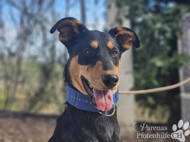 Timon ist fröhlich, verspielt, gut sozialisiert und verschmust (Huskymischling)
