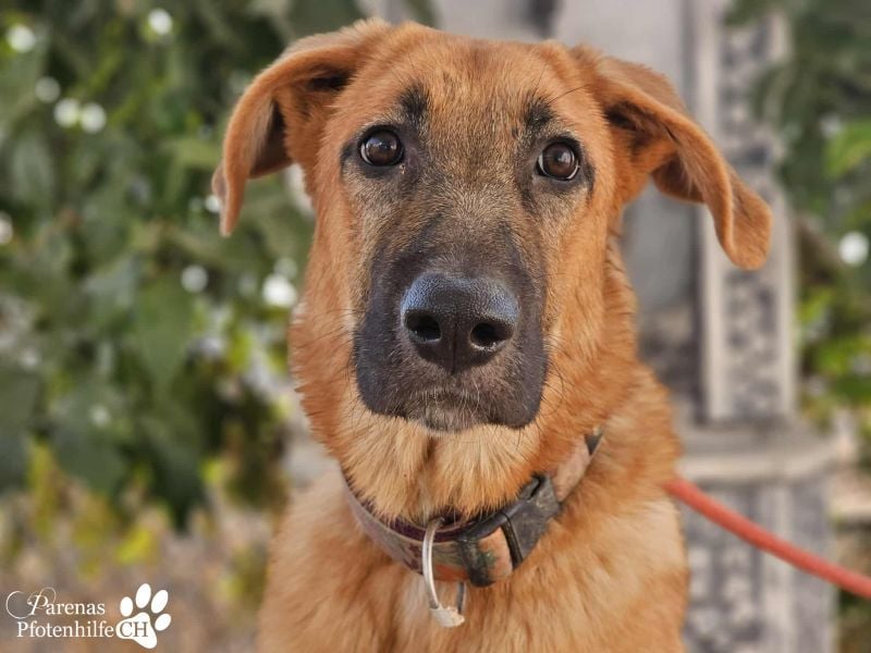 Havana, anfangs unterwürfig, ist sehr anhänglich und verschmust