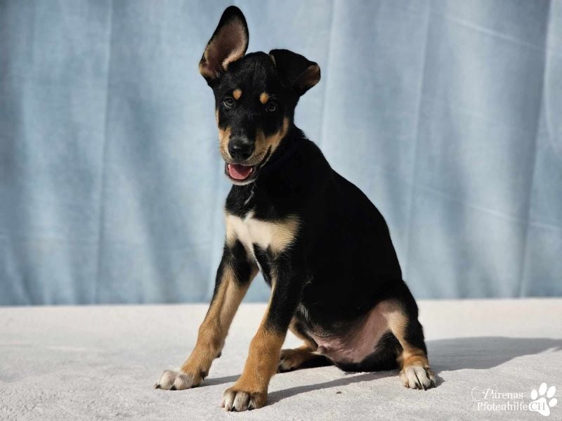 Texas (Huskymischling) ist ein fröhlicher Jungspund