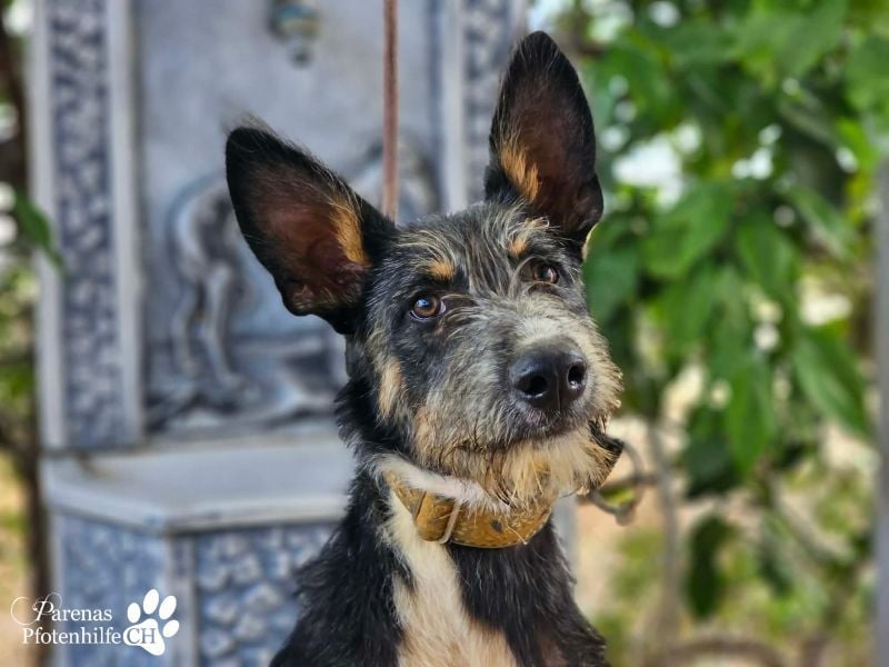 Usher hat ein fröhliches aufgeschlossenes Wesen, verschmust, Hundesport geeignet