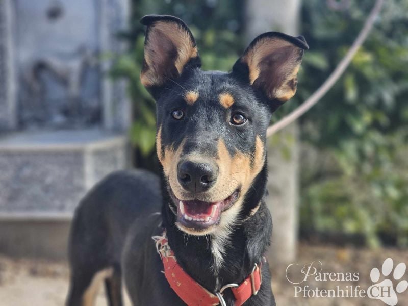 Texas (Huskymischling) ist ein fröhlicher Jungspund