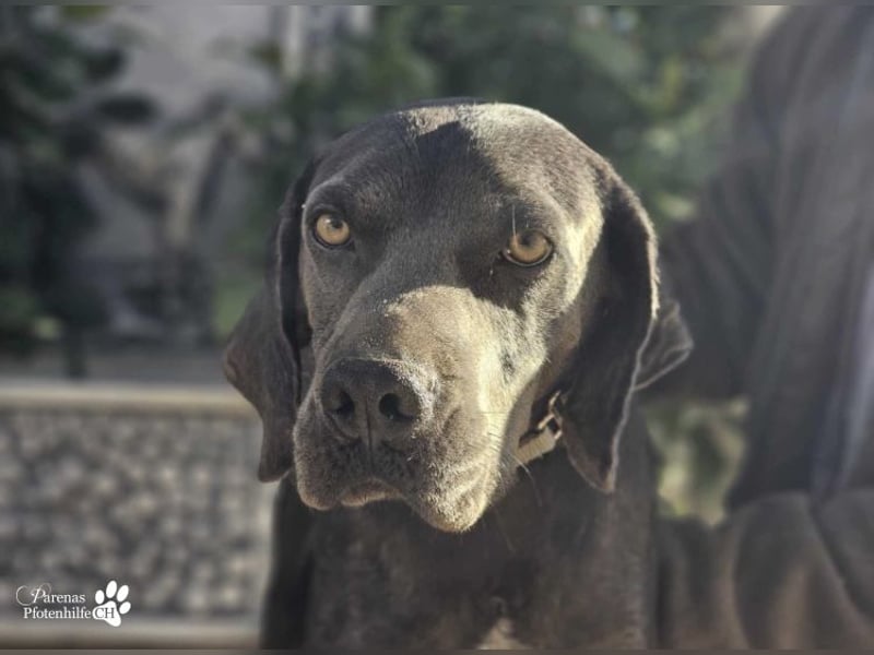 Yogi ist sehr anhänglich und verschmust, er möchte dem Menschen gefallen