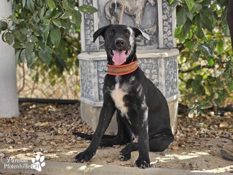 Henry ist ein fröhlicher MIschlingsrüde, der sofort die Herzen berührt