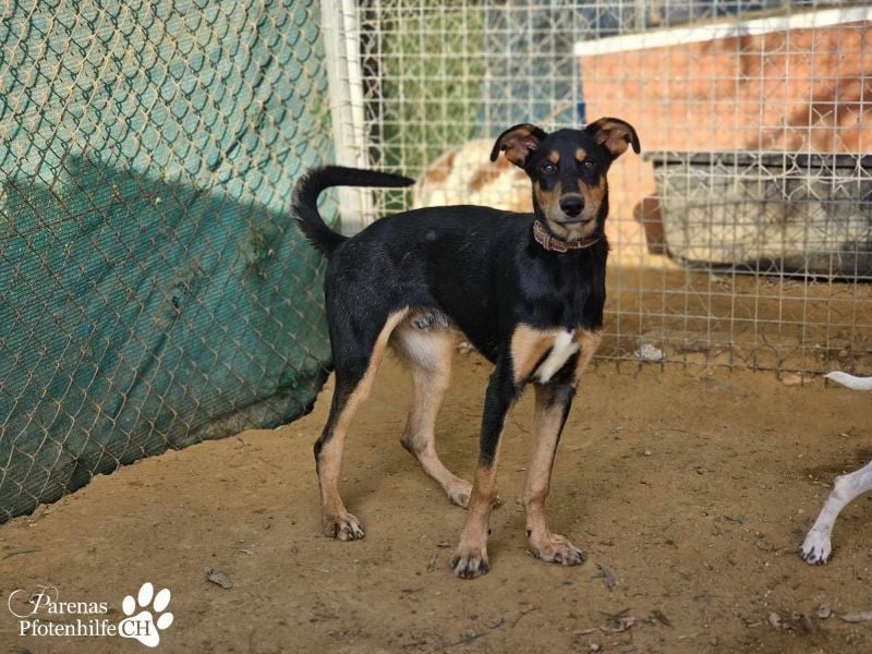 Timon ist fröhlich, verspielt, gut sozialisiert und verschmust (Huskymischling)