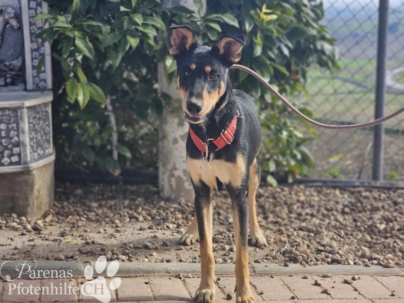 Texas (Huskymischling) ist ein fröhlicher Jungspund